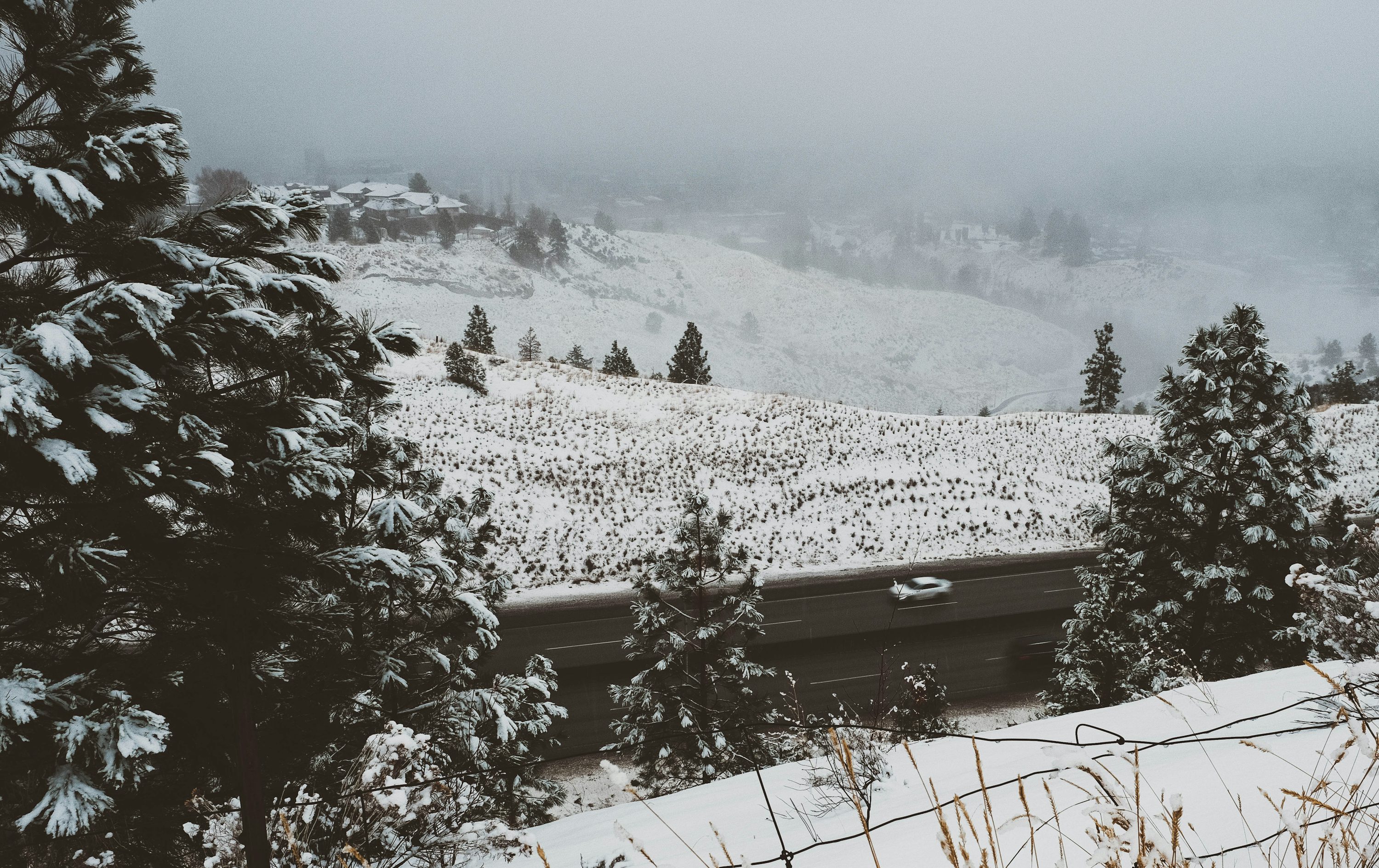 Snow-covered trees and hills under a foggy sky