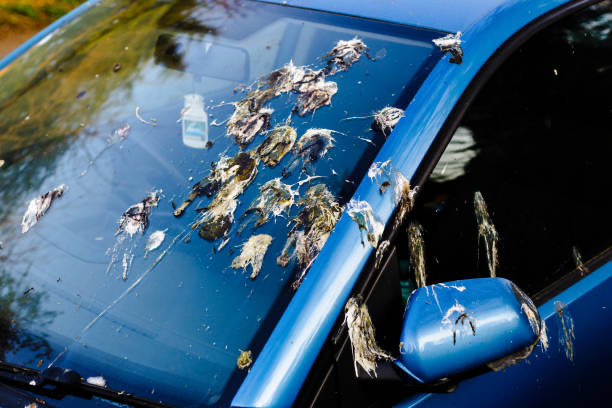 Discover the most effective 2025 methods for removing bird poop stains from your car