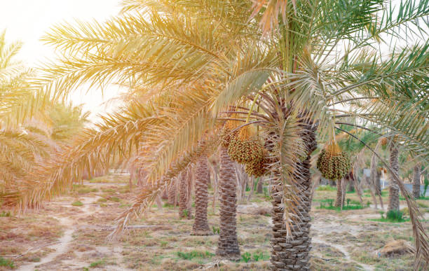 اكتشف كل ما تحتاج معرفته عن سيارات أبوظبي - من أفضل الموديلات المناسبة للمدينة إلى نصائح الشراء الذكية وصيانة المركبات.                                         